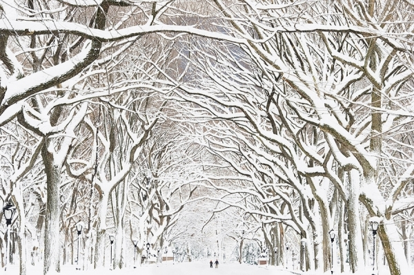 Photograph Mitchell Funk Snow Trees on One Eyeland